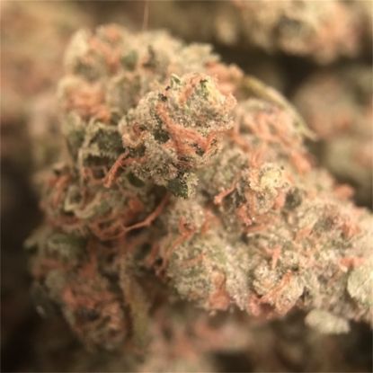 Picture of Watermelon ( Rockin Kush) 2299wApr6